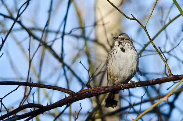 Song Sparrow na větvi stromu — Stock fotografie