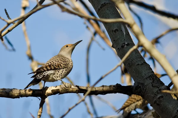 Northern Flicker Perched on a Branch in a Tree — Stock Photo, Image