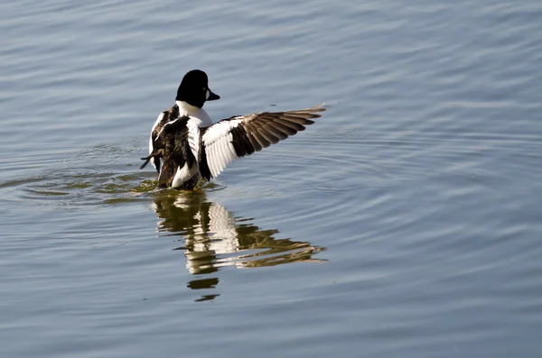 Common Goldeneye on the Lake with Exstretched Wings — стоковое фото