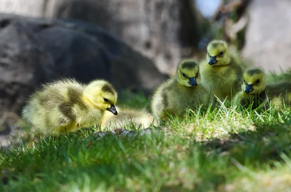 Nyfödda Gosling tittar närmare in i gräset — Stockfoto