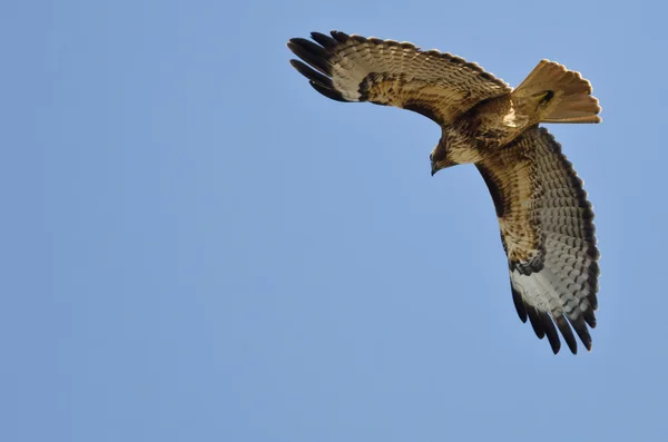 Faucon à queue rouge volant dans un ciel bleu — Photo