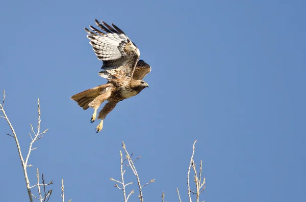 Red-Tailed Hawk Flying in a Blue Sky — Stock Photo, Image