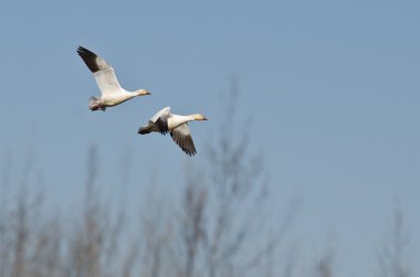 Kar kazları Marsh arasında uçan çifti