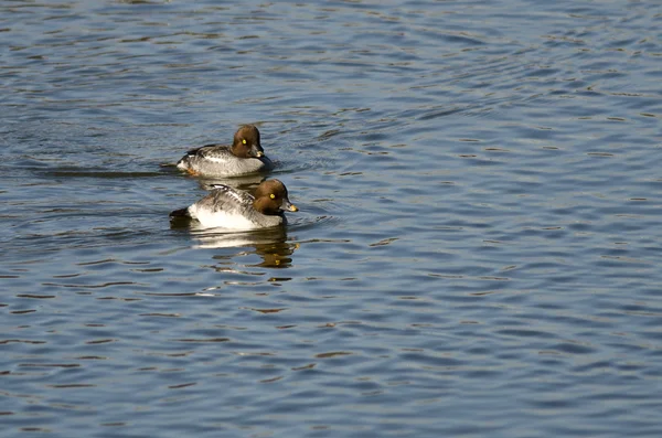 Two Female Common Goldeneyes Swimming in the Lake — Stock Photo, Image