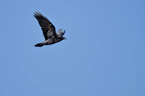 Black Common Raven Flying in a Blue Sky