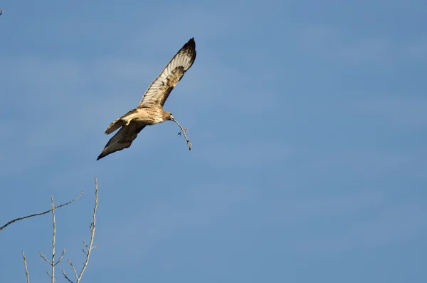 Nest Building Time for the Red-Tail Hawk — Stock Photo, Image