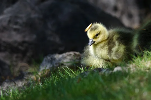 Recién nacido Gosling Usando un sombrero de aguja de pino — Foto de Stock