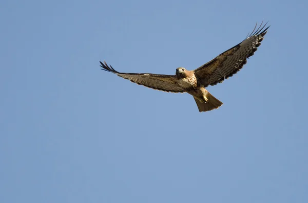 Falcão de cauda vermelha voando em um céu azul — Fotografia de Stock