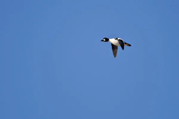 Mavi gökyüzünde uçan ortak Goldeneye ördek — Stok fotoğraf