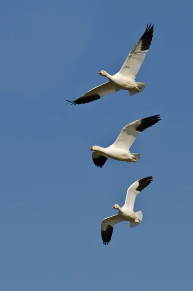 Trois Oies des neiges volant dans un ciel bleu — Photo