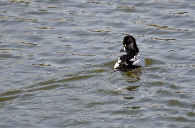 Erkek ortak Goldeneye Yüzme göle