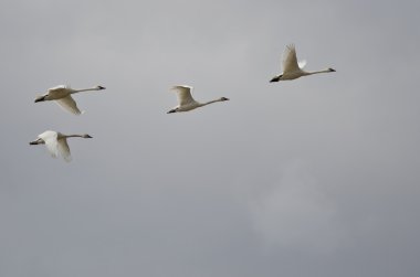 Bir bulutlu gökyüzü uçan dört Tundra Kuğu