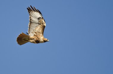 Kırmızı - kuyruklu şahin mavi gökyüzünde uçan