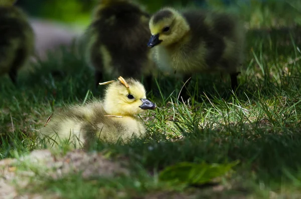 Nyfödda Gosling hatt Pine nål — Stockfoto