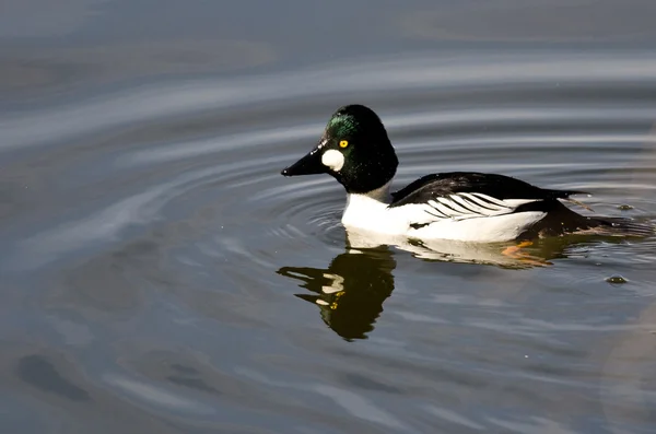 Mannelijke gemeenschappelijk Goldeneye zwemmen in het meer — Stockfoto