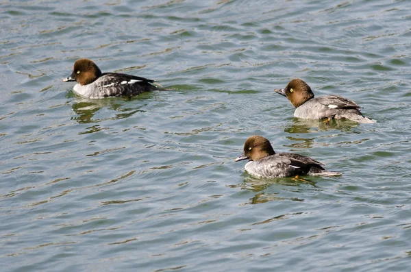 Három női közös Goldeneyes úszás a tóban — Stock Fotó