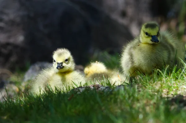Nyfödda gosling vilar i det gröna gräset — Stockfoto