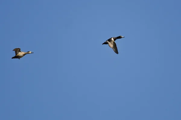 Pair of Ring-Necked Ducks Flying in a Blue Sky — Stock Photo, Image