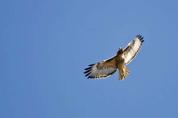 Red-Tail Hawk flyger i en blå himmel — Stockfoto