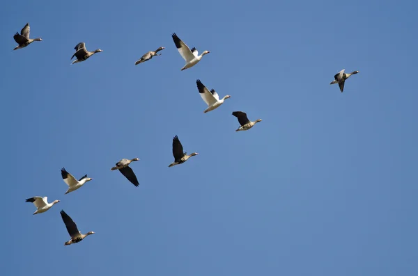 Sneeuw ganzen vliegen met grotere White - Fronted ganzen in een blauwe hemel — Stockfoto