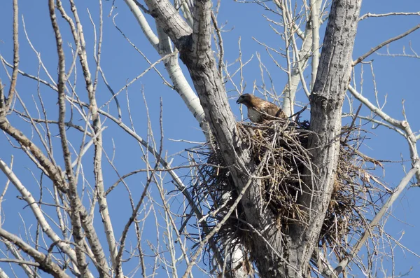 Red-Tailed Hawk Sitting On Its Nest in Spring — Stock Photo, Image