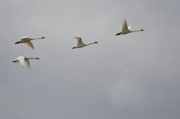 Quattro cigni della Tundra che volano in un cielo nuvoloso — Foto Stock