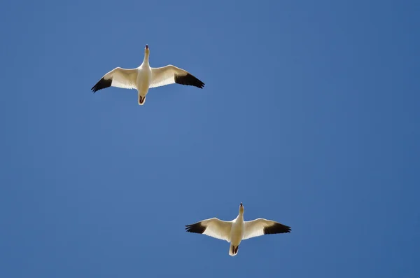 Par av snö gäss flyger i en blå himmel — Stockfoto