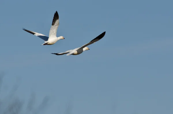 Par de gansos da neve voando em um céu azul — Fotografia de Stock