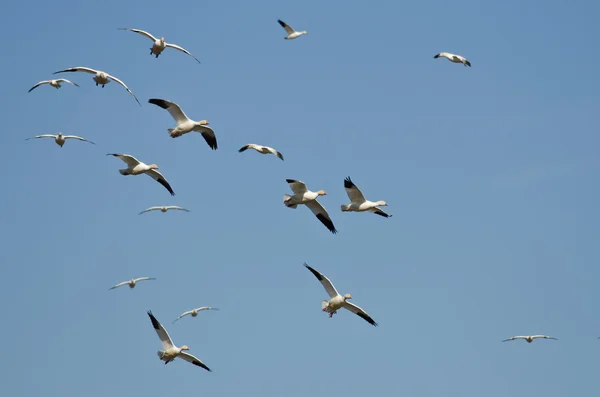 Bandada de gansos de nieve volando en un cielo azul — Foto de Stock