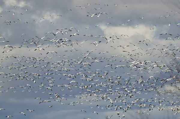 Massiver Schwarm Schneegänse fliegt durch den Himmel — Stockfoto