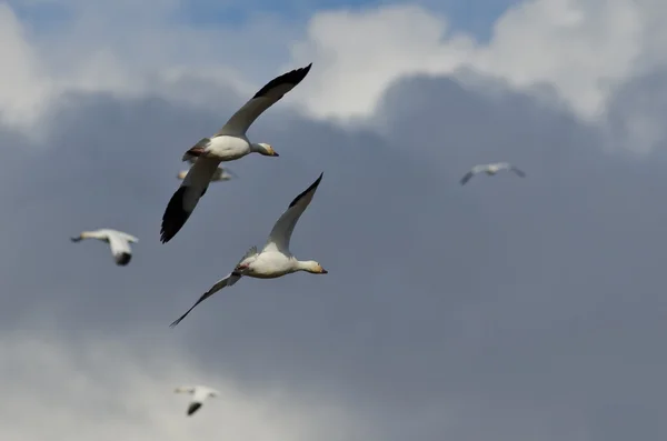 Volando con los gansos de nieve en el cielo nublado —  Fotos de Stock