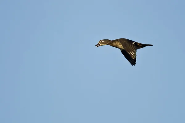 Kvinnliga trä anka flyger i en blå himmel — Stockfoto