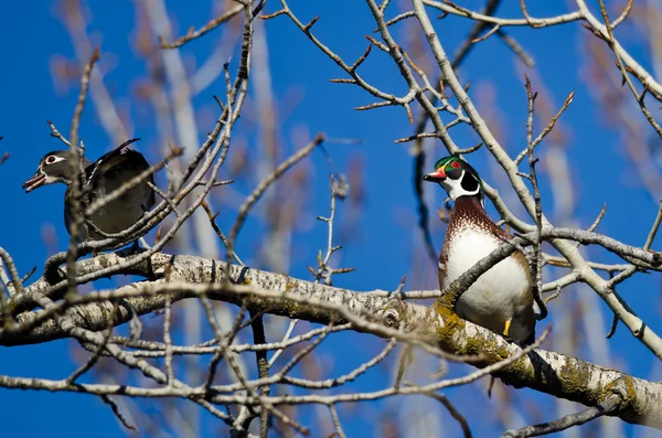 Pair of Wood Ducks Perched in a Tree — Stock Photo, Image