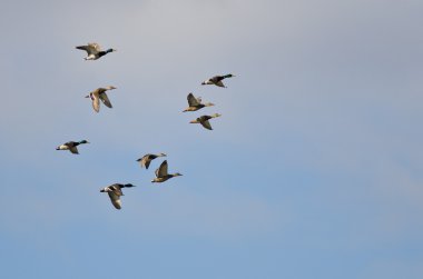 Bir bulutlu gökyüzü uçan yeşilbaş ördek sürüsü