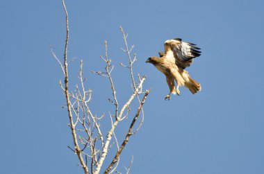 Kırmızı - kuyruklu şahin ağaçların arasında uçan