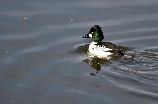 Garrot d'Islande mâle nageant dans le lac — Photo