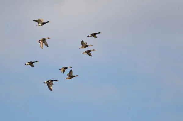 Flock of Mallard Ducks Flying in a Cloudy Sky — Stock Photo, Image