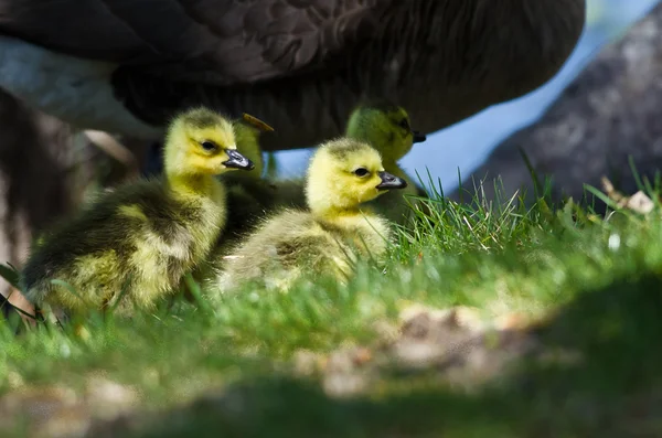 Nyfödda gässlingar bor nära mamma — Stockfoto