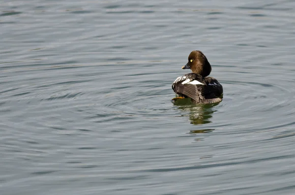 Mujer Common Goldeneye Natación en el lago — Foto de Stock