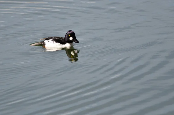 Maschio comune Goldeneye Nuoto nel lago — Foto Stock