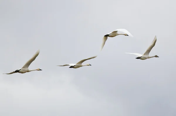 Cuatro cisnes de Tundra volando sobre un fondo claro — Foto de Stock