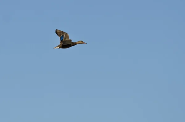 Самка кряквы утка, летящая в голубом небе — стоковое фото