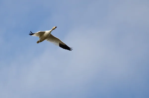 Solo neve oca volare in un cielo nuvoloso — Foto Stock