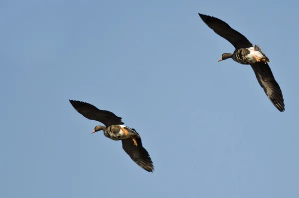 Two Greater White-Fronted Geese Flying in a Blue Sky — Stock Photo, Image