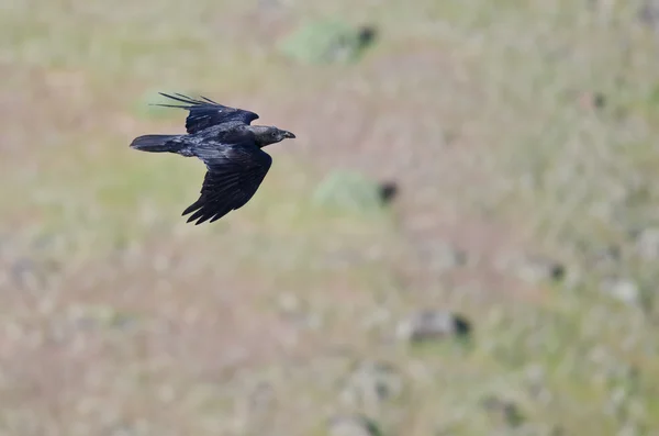 Common Raven in Flight Seen from Above