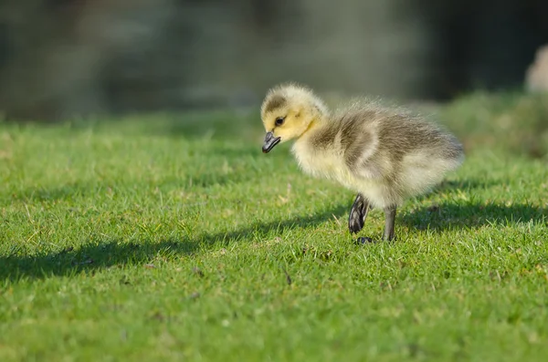 Sevimli küçük Gosling gıda çim arıyorsunuz — Stok fotoğraf