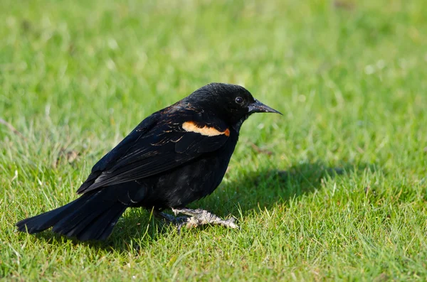 Kırmızı - kanatlı Blackbird yeşil çimenlerin üzerinde dinlenme — Stok fotoğraf