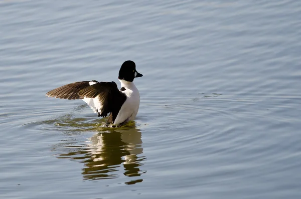 Common Goldeneye on the Lake with Exstretched Wings — стоковое фото