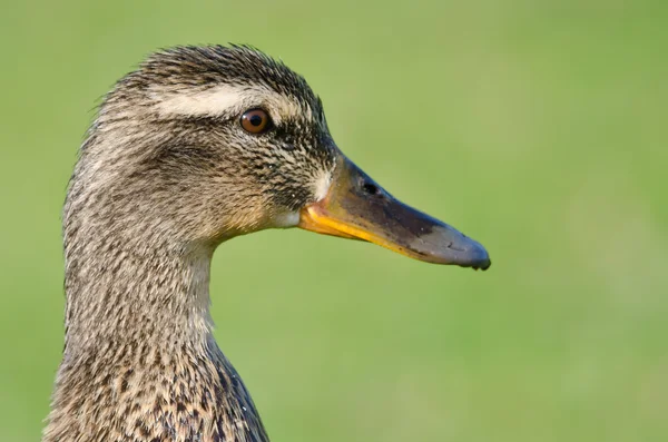 Close Profile of Female Mallard Duck on a Green Background — Stock Photo, Image