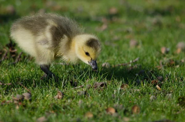 Bedårande liten gosling letar mat i det gröna gräset — Stockfoto